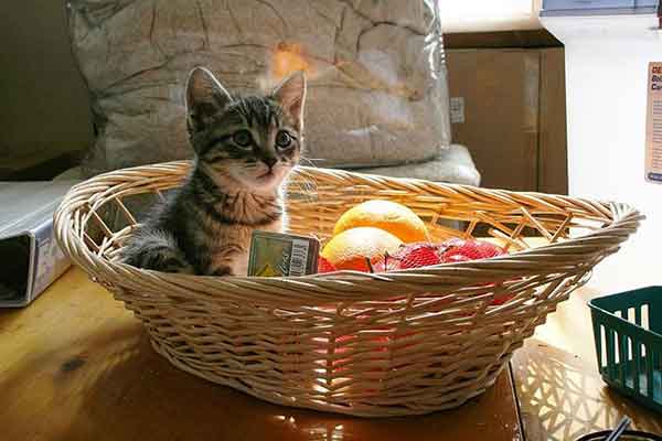 متن تصویر-1